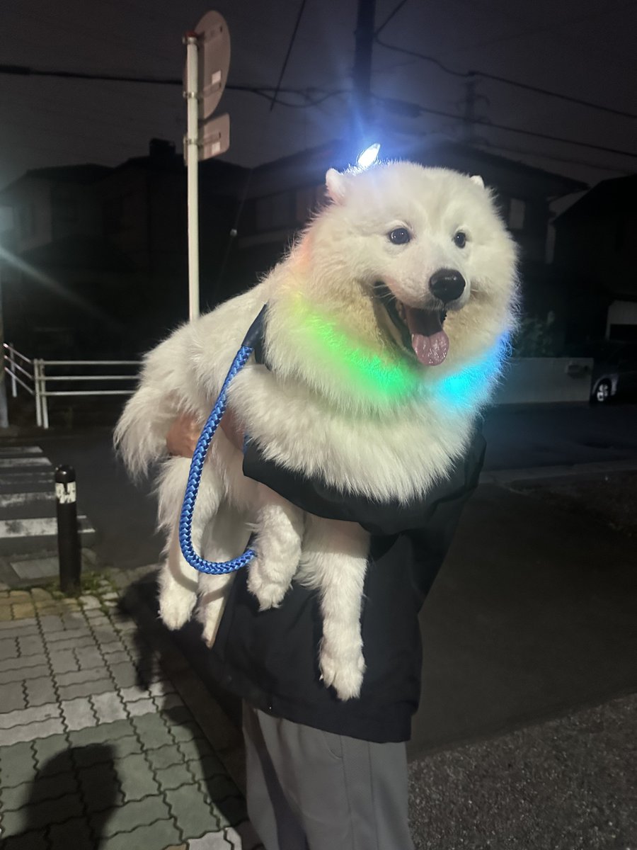 sadaharu__0905's tweet photo. サモエドを飼うということは  シロクマと住むということです🐻‍❄️ https://t.co/cDk7stJlcz