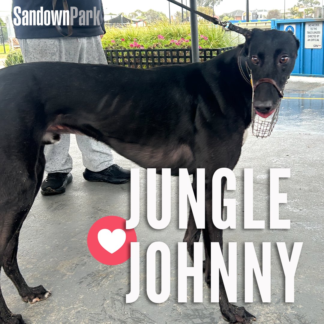 sandowndogs's tweet photo. Welcome to the jungle! 🐅 🍃
Well… OK, welcome to Sandown Park! 😆
@wentyparkgreys track record holder and NSW Nationals Rep Jungle Johnny just had a spin around the track… we're not saying he thinks he's the main event, but is that him poking out his tongue at the opposition?! https://t.co/NWjAJyh4iy