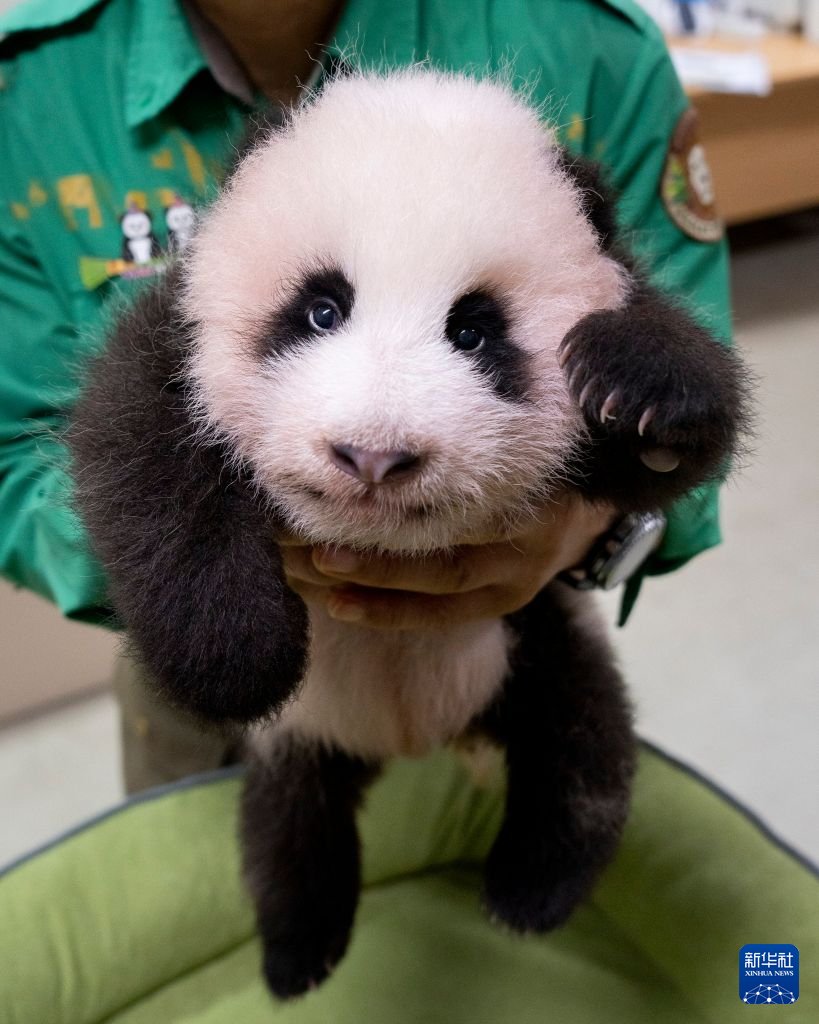 PDChinese's tweet photo. 【韓國愛寶樂園發布大熊貓寶寶近照】韓國愛寶樂園8月18日公布在韓出生的大熊貓寶寶近照。中國旅居大熊貓“愛寶”6月3日產下一隻雌性幼崽。“愛寶”和“樂寶”於2016年抵達韓國，入住位於韓國京畿道龍仁市愛寶樂園的“熊貓世界”。 https://t.co/2tO24Dsr5L