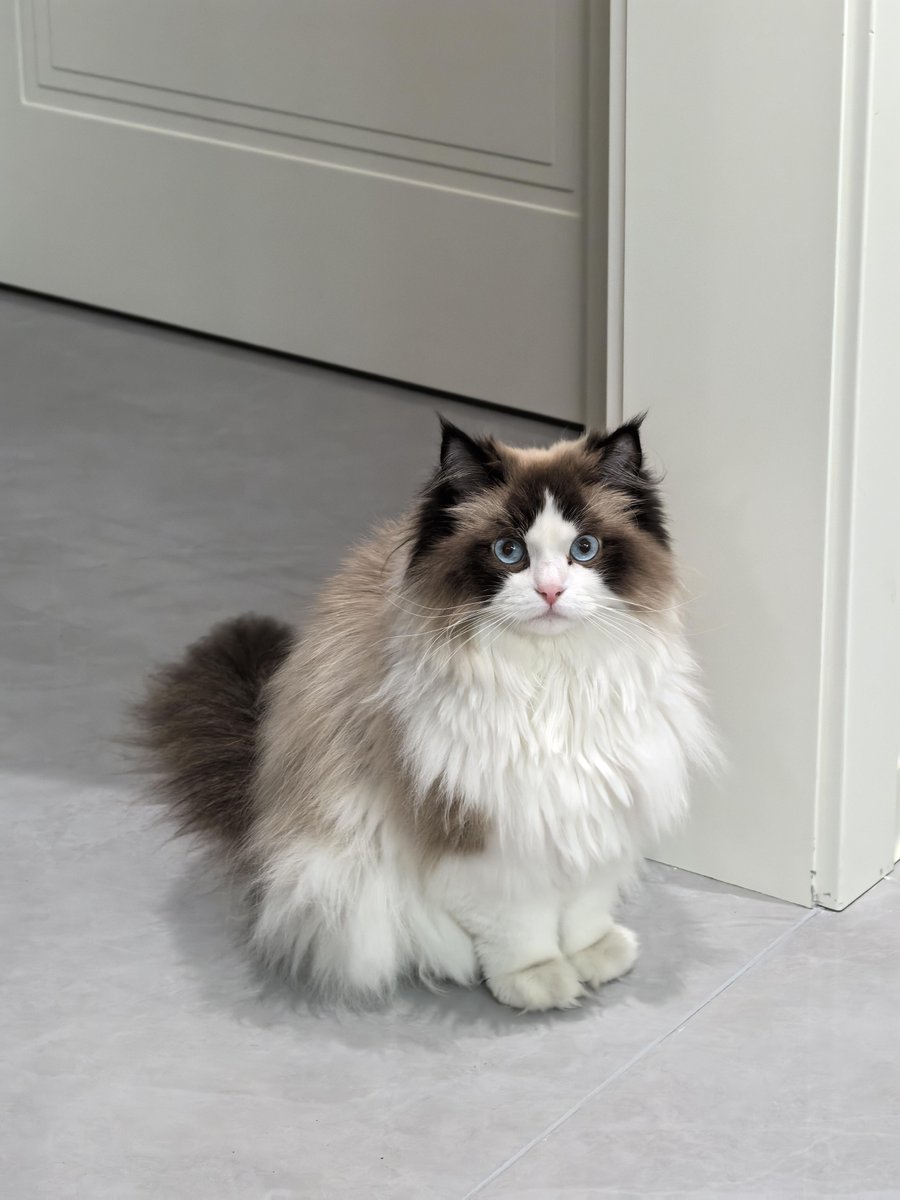 Victoria_Caring's tweet photo. I spent the whole night petting my friend's beautiful Ragdoll cat. https://t.co/pDiJWlQFIj