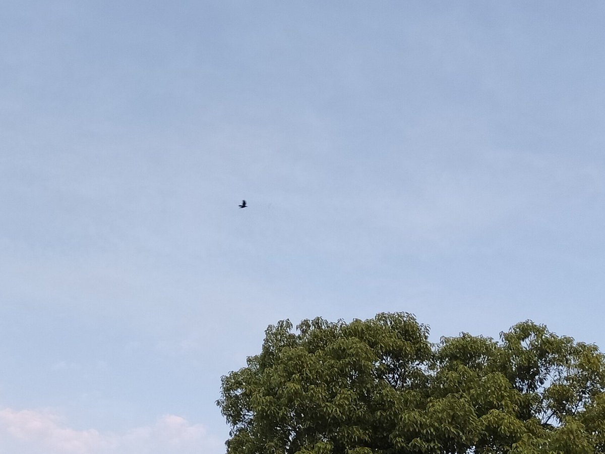 osanpo_Crow's tweet photo. 今朝3時に目が覚めて朝シャワーからのお散歩
住宅街を歩くと不審者と思われそうだからマック公園へ！
サギさんが朝ご飯調達にすでにご出勤(気付かれて対岸に逃げられた😅)
空には塒からテリトリーに出勤する🐦‍⬛カラス
朝焼けが綺麗でしたよ〜🌄 https://t.co/9qMvlwRTDh