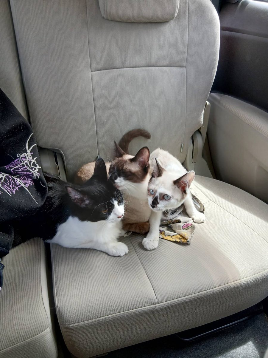 Nakayubi0306's tweet photo. うちの猫たち可愛いけどヲレのパーカーが毛玉だらけだ😡 https://t.co/o9rpUSLP9K