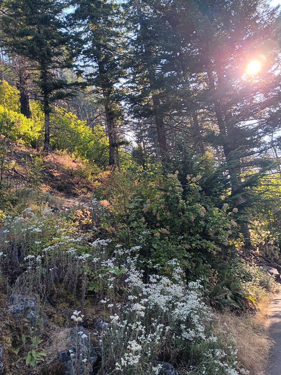 taylen9090's tweet photo. 🌅🌲

#nature https://t.co/XtMyskMbBn