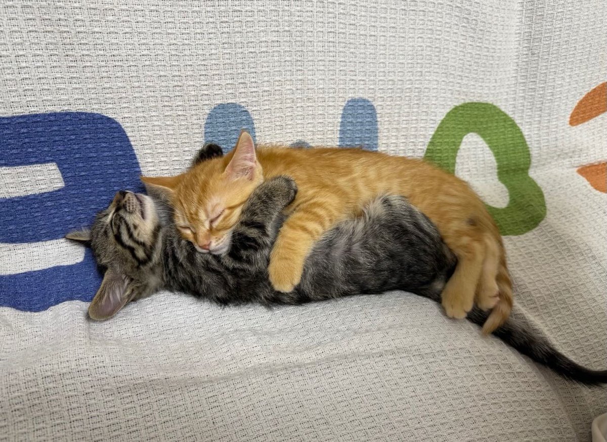 catsworldaura's tweet photo. https://t.co/R7smN4ECq7