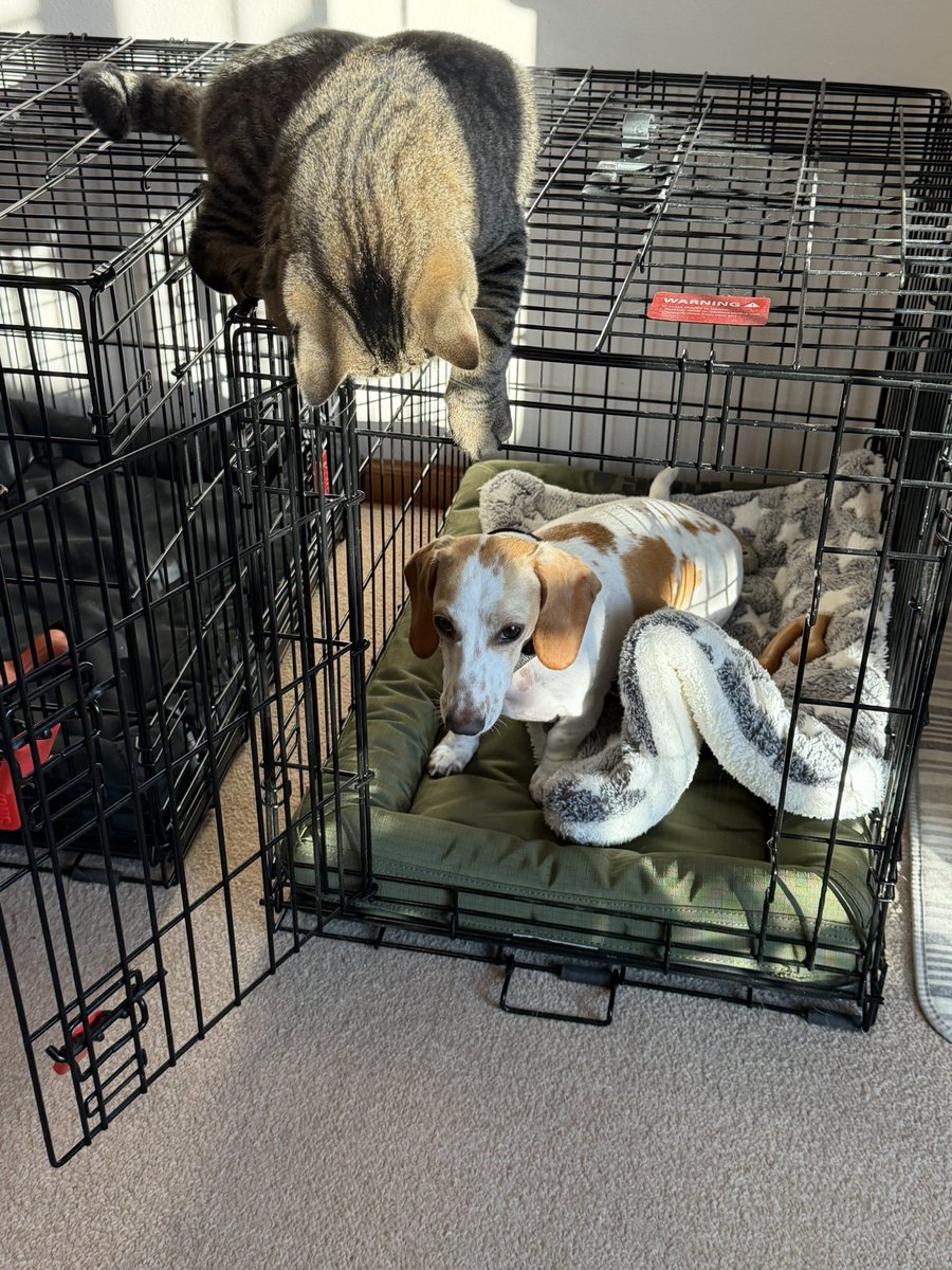 Convokid22's tweet photo. Roo and Marvin in Dilly’s crate.
#RooRoo
#MarvinMonster https://t.co/Mp3ya83WKq