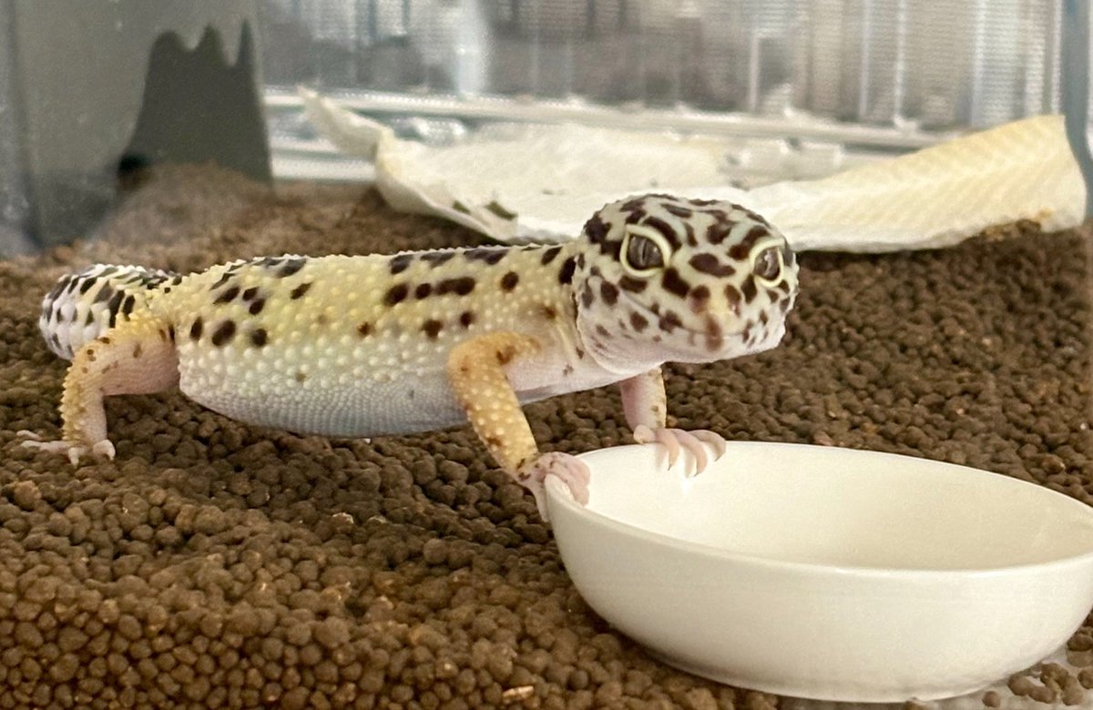 Citrine_0608's tweet photo. 過疎ってますがヤモリは元気です🦎 https://t.co/JkFnMhGQe6
