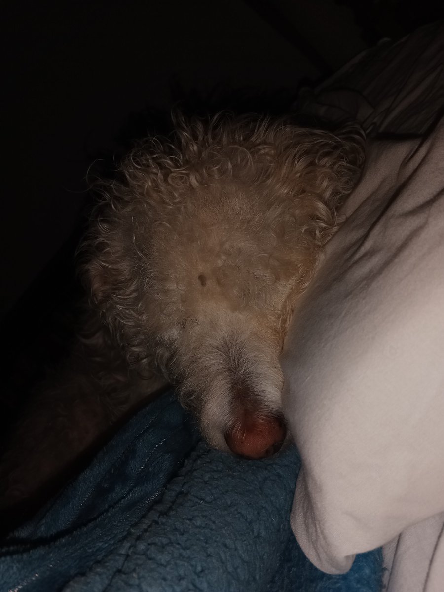 lu_lupeg's tweet photo. cuando la Nala empezó a venir a mi casa tenía permitido subir a la cama de visitas, al sillón pero prohibido subir a mi cama. ahora compartimos almohada casi https://t.co/XoK20j0Cod