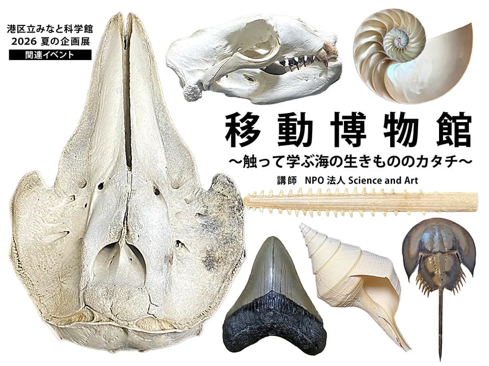 魚　化石　標本　群生標本　博物館 港区立みなと科学館 on X: 