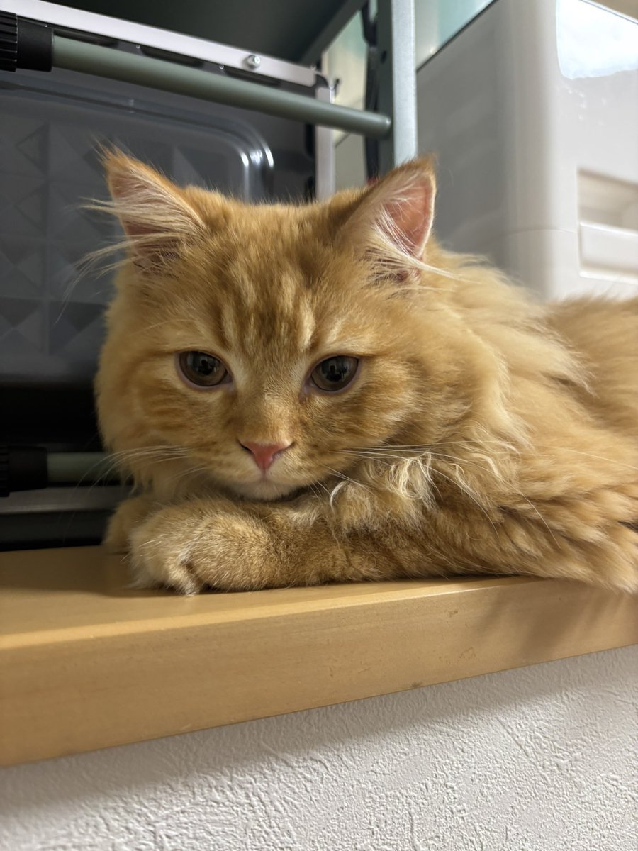 maruru052184's tweet photo. みつめるむさしくん🐱 https://t.co/1BVOs5EJ3g