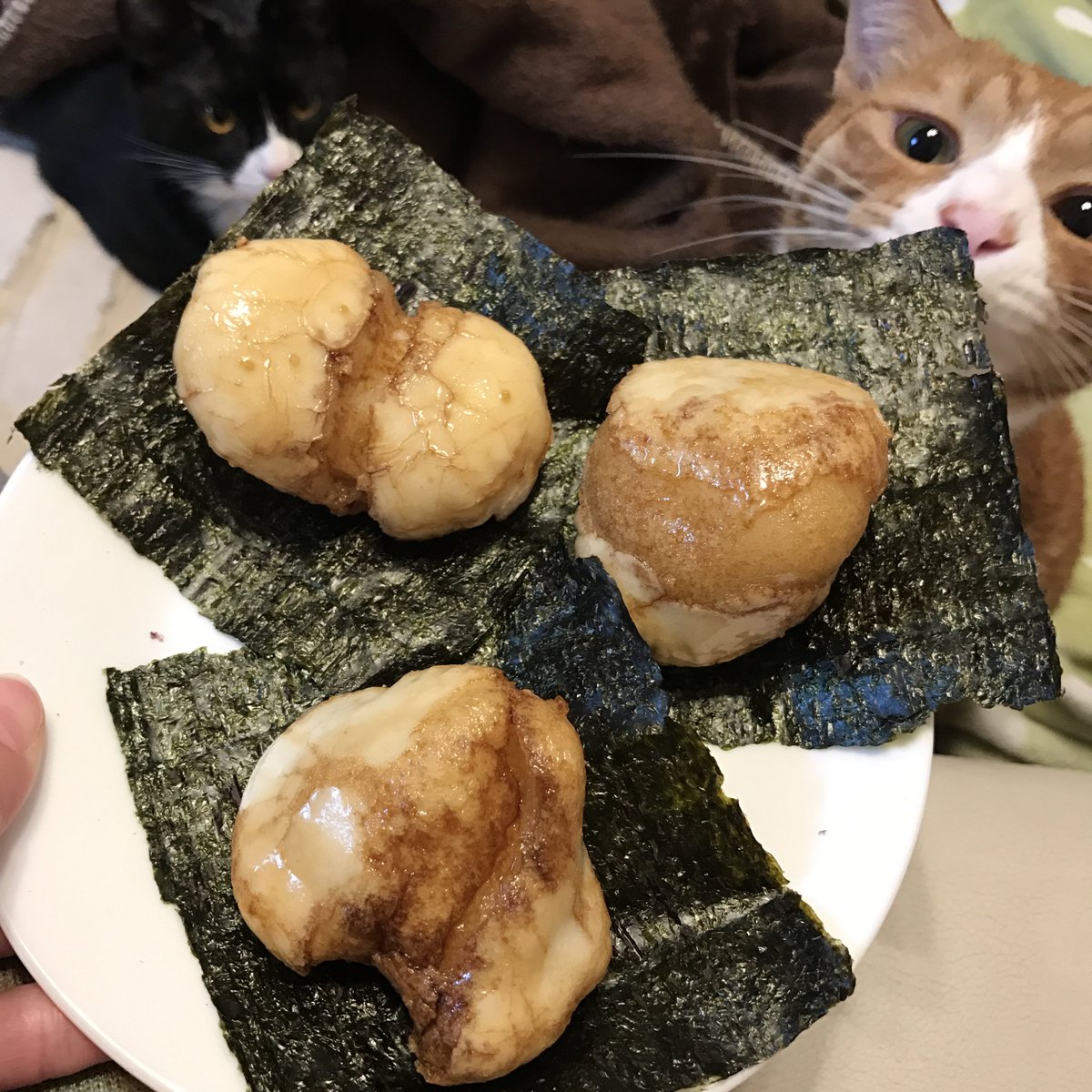 sunnuko's tweet photo. お餅を焼きました→カプッ

しのぶ殿生後10ヶ月 https://t.co/x64XWEQ7Hw