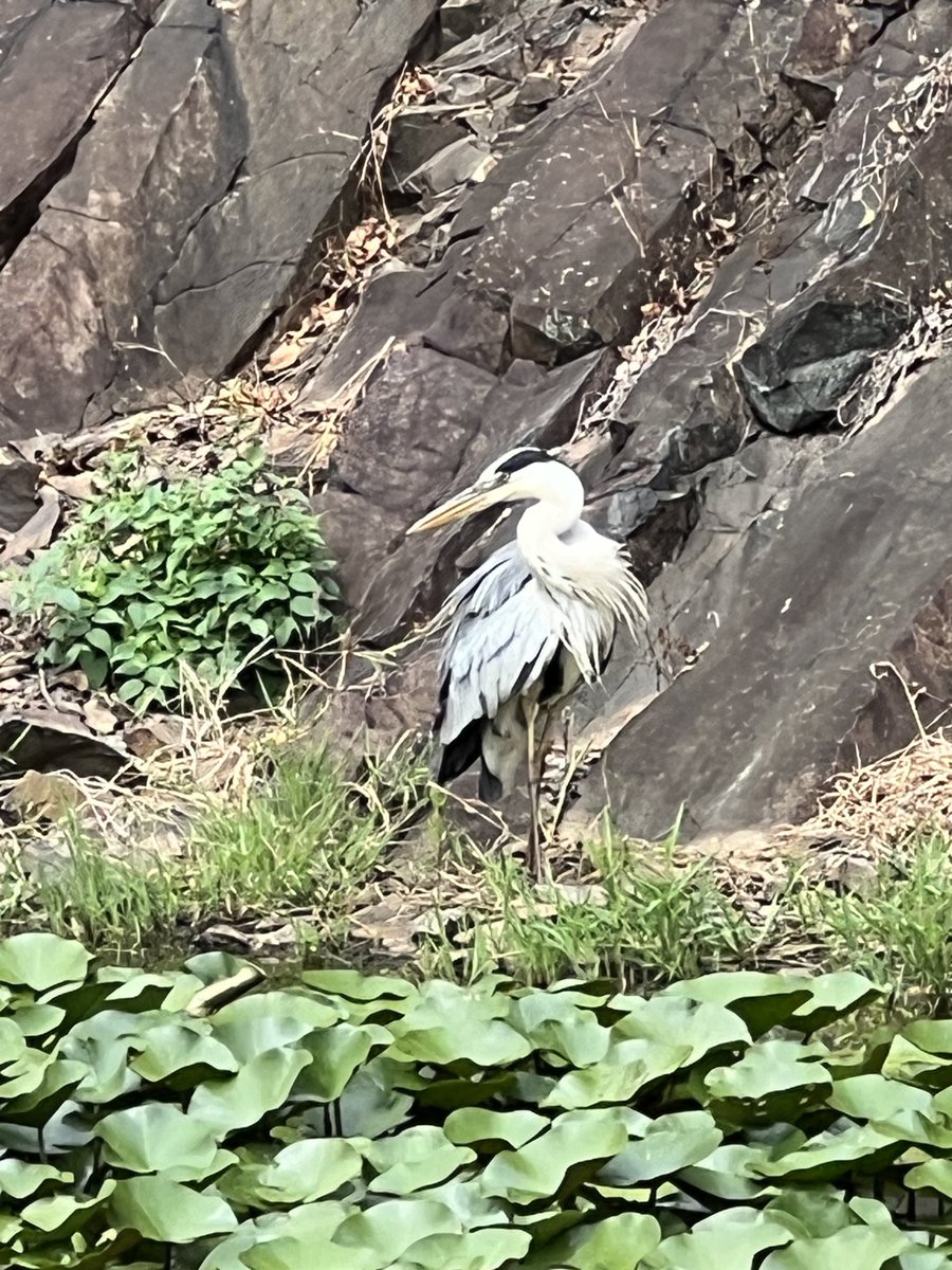 nanibgal's tweet photo. 高松の栗林公園で鷺さんを見ました! https://t.co/BzsTakOvkO