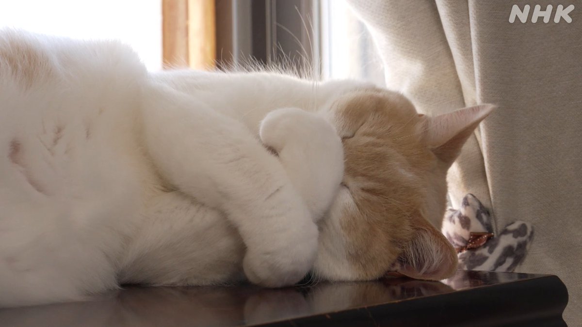 NHK_PR's tweet photo. 【ネコのトリセツ】

4月に放送した #トリセツショー のアンコール放送です。
今夜11:50から総合テレビです。

▼ネコのトリセツを読む▼
https://t.co/xdYALBe3hq

▼番組情報を見る▼
https://t.co/rprgg6GfmB

▼ネコを愛でる（全4枚）▼ https://t.co/UizAHonoKx