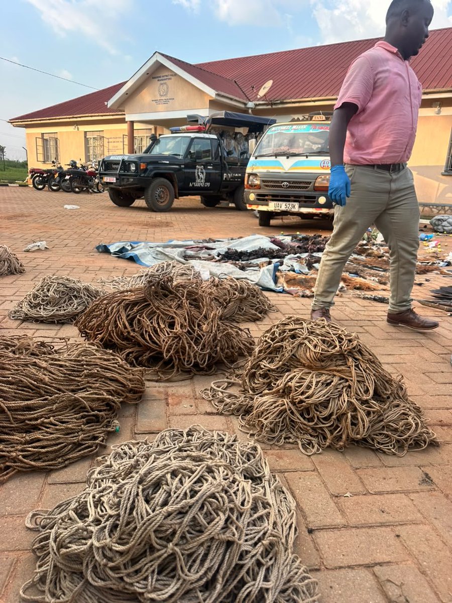 PoliceUg's tweet photo. // @STwiineamazima "The Police in Nakaseke district has arrested 22 suspects in connection with the alleged unlawful possession of wildlife species and suspected wildlife products.

A number of items were recovered and secured as exhibits, including hunting nets, spears, pangas, knives, roots and leaves of unidentified species, smoked and fresh suspected wild meat, three pairs of oribi horns, five bushbuck horns and porcupine quills.
More details 👇👇
@ugwildlife
https://t.co/GfHpHQrTuZ