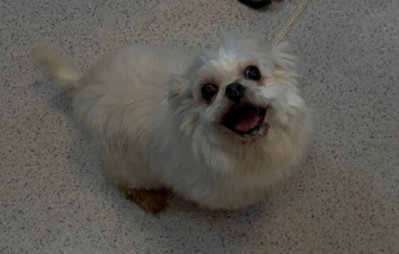 nyc_lilpaws2025's tweet photo. This little girl is Athena 260029
#NYCACC #AdoptMe 
She is 11.4 lbs and is 8 yrs old
Playful &amp; cute
Likes to snuggle
Great apartment sized girl
Can you be Athena's hero?
https://t.co/EDpAuQuu1U
#Pledge4Rescue #foster #adopt 
#DogsofX https://t.co/8f1QDu3n1M