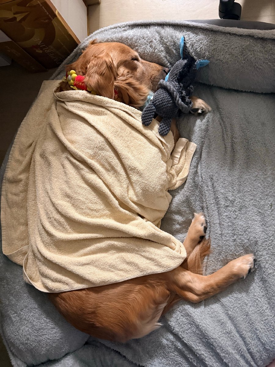 BrennaYaucvnx's tweet photo. My little pup’s 1st birthday milestone—still wobbly when zooming but already steals all our snuggles. ， https://t.co/tg8w1kXIJu