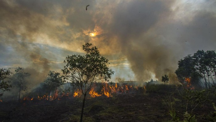 LambeSahamjja's tweet photo. BMKG catat udara di kalses kualitas masuk kategori berbahaya :
- rabu pagi 19 agustus 2026
- pm25 nya 389,4 mikrogram per meter kubik jam 7 pagi wita
- itu jauh ngelewatin batas bahaya yang cuma 250,5
- penyebabnya asap dari kebakaran hutan dan lahan di sekitar situ
- cuaca kering dan gak ada hujan 24 jam terakhir bikin makin parah
- bmkg minta warga batasi kegiatan di luar rumah
- disaranin pakai masker n95 atau kn95 kalau keluar