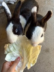 Cristinamadcot's tweet photo. The little rabbits are moving with tenderness https://t.co/DeXheMEAZl