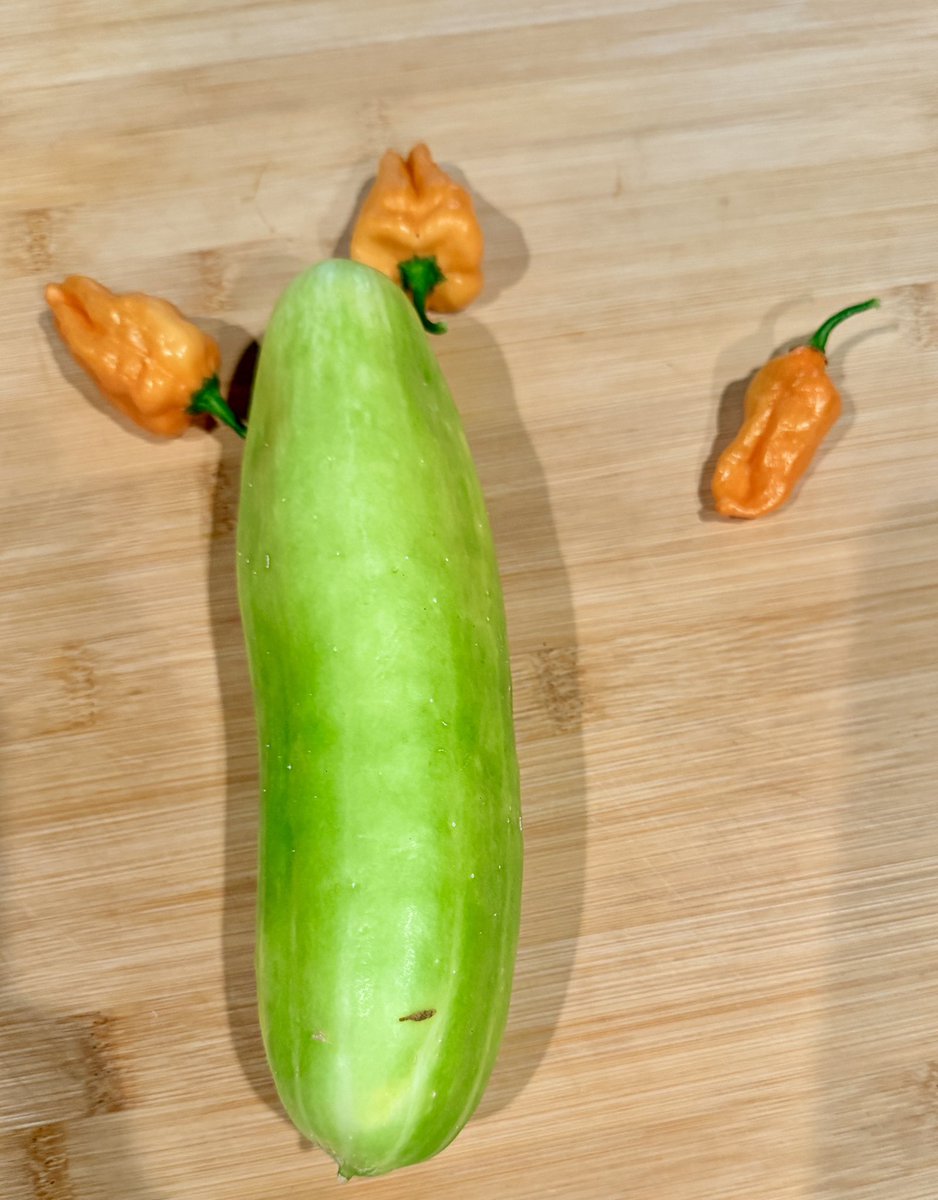 Snelly_87's tweet photo. I made habanero dill pickles from this absolute unit of a Persian Cucumber from my garden https://t.co/XjtCPSmSYv