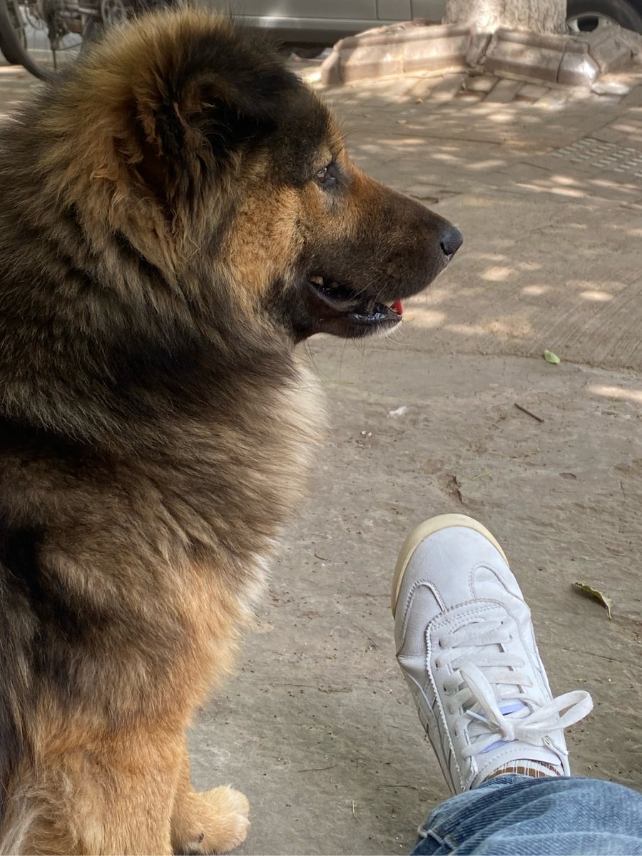 FaithIngrampeu's tweet photo. Mi perro me esperaba con una sonrisa cada tarde después del trabajo, y su calidez hace que cada día gris sea más dulce. ， https://t.co/CsMqi0UA3C