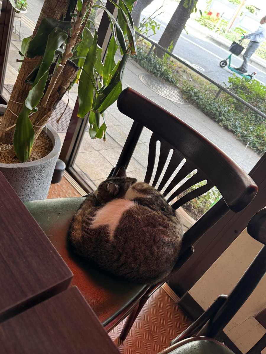 yoshi8mt's tweet photo. たまには癒しを🐈 https://t.co/Wg1uJngWyH