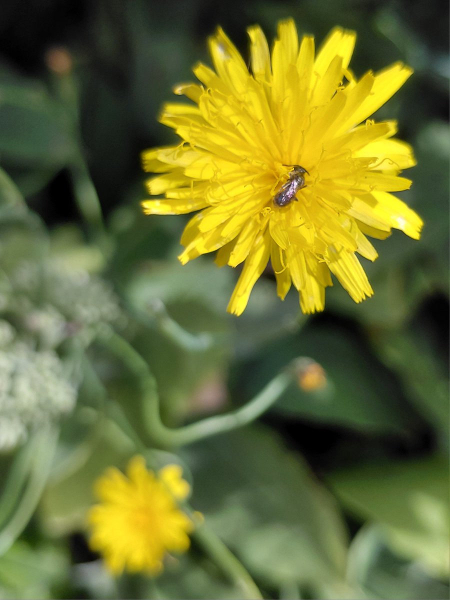 sunflower765277's tweet photo. A happy little surprise flowering in the garden.🌼 This bright yellow Rough hawk's-beard  brought a smile to my face, especially with that tiny little bee enjoying the pollen. Enjoy your Wednesday! 💛🌸🐝 

​#WildflowerWednesday #Wildflowers #Flowers #FlowerPhotography #MyGarden https://t.co/QNW86luDln