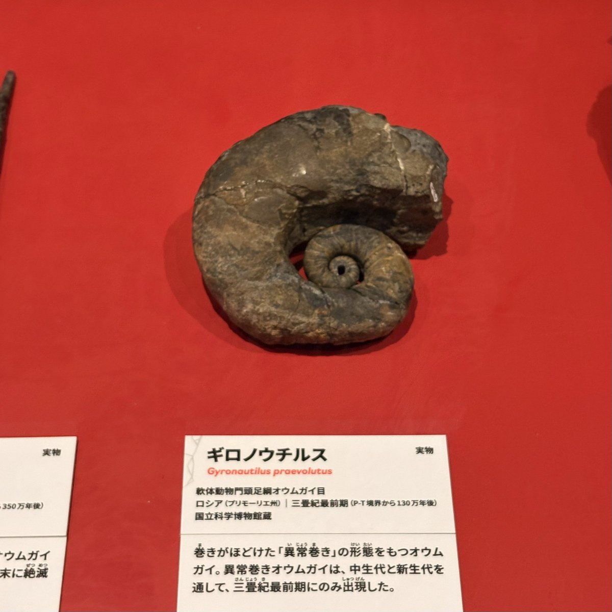5479S's tweet photo. 自然史博物館で大絶滅展
これまであった5回の大きな絶滅は火山噴火や隕石衝突など地球環境の変化が要因なんだけど､現在の温暖化は明らかに人間の所業
人間さんどうするの？と問いかけられた大変良い展示だった https://t.co/9kfgeo7flt