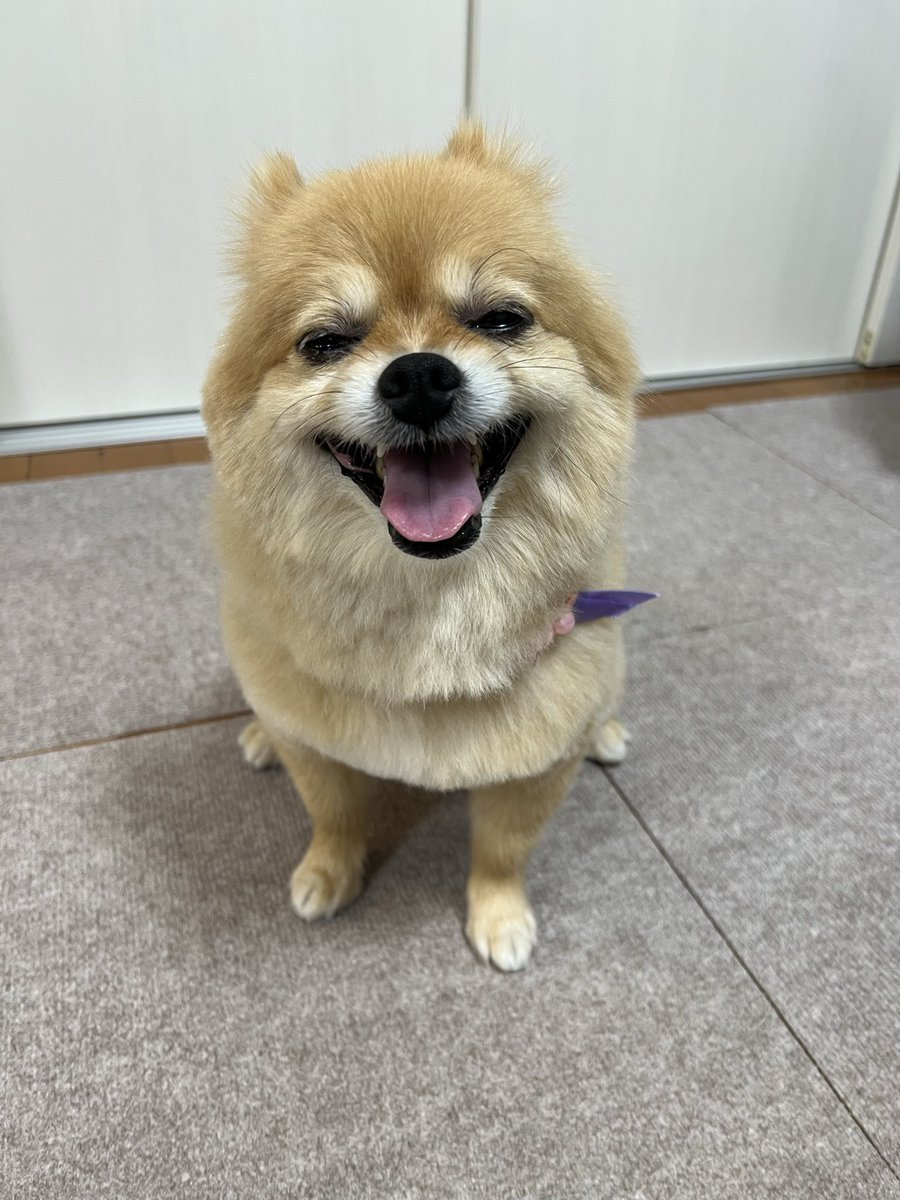 chapping445522's tweet photo. Cocoちゃん
トリミングしてきました
いつもと違うサロンなので
緊張で少しお疲れかな？
#ポメラニアンのいる暮らし https://t.co/OeNSE1becK