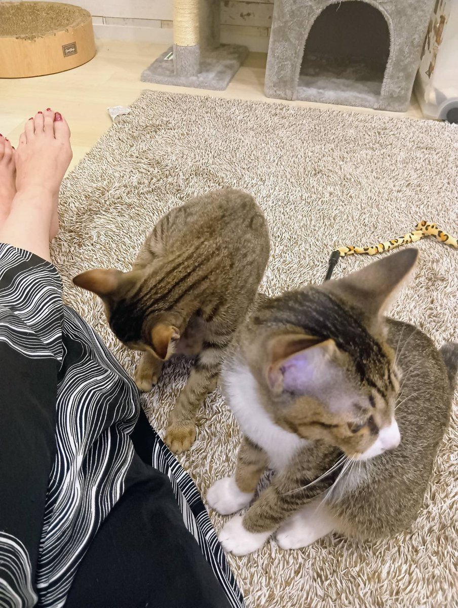 nekonohigurashi's tweet photo. #幸せ報告

タカくんリュウくん兄弟、先住猫さんを亡くされもう一匹が寂しがると迎えてくださいました。まだ先住さんは心許してないのですが、時間をかけて見てくださるとのことで絶対に幸せになれるお家へと迎えていただきました。幸せだな〜🩵

#リブライフ譲渡会 https://t.co/1RmB5J2ERD