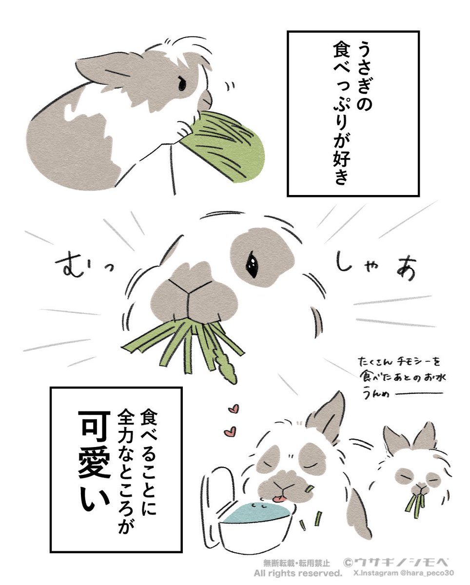 hara_peco30's tweet photo. うさぎの食べっぷりが好き🐰 https://t.co/lU7h7AWhC5