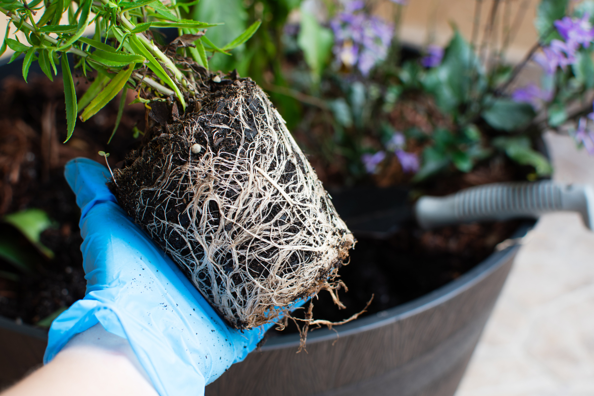 LondynStronr's tweet photo. Cambia la maceta de tu planta cuando veas que las raíces salen por los agujeros, así crecerá fuerte y sano! ， https://t.co/yizmYBzRvM
