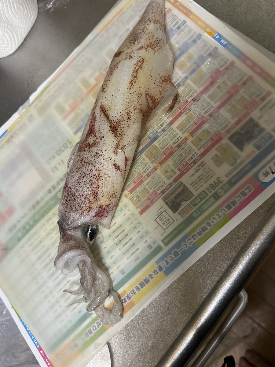 af_baka's tweet photo. 鳥取に来てから一度はやってみたかった船釣りが実現！

商工会議所青年部のみんなでイカ釣りをしてきました
船持ってるってすごいな

乗船するとテンションあがります♪
賀露を出発して数キロ進むと、
辺り一面が海しかなくて心細いくらい　自然の雄大さを感じます

エギの付け方、しゃくり方を教えてもらって
周りが早々に釣り上げていく中で、ちょっと焦りましたが
程なく竿が引っ掛られる感触があり、イカを引き上げられました✨

エギの針で引っ掛けるから簡単に外れるし
餌の取り付けがないのが楽です
いやーこれは楽しい♪
夢中でしていたらあっという間に数時間が経過

竿をシャクるイカ釣りは動作はシンプルだけど、
1人だけずっと釣れる人がいて、
イカ釣りの奥深さを感じました

湖風が防ぐ防寒は着なくても平気で夜風が気持ちよかったです

結構揺れるので、酔い対策は必要で
酔い止めのアネロン飲んだら全く酔わなかったです　おすすめ

翌日、ゲソをバターで炒めてマヨ醤油で食べたら
ほっぺが落ちる旨さでした♪