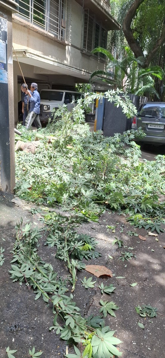 Absabhi48's tweet photo. @mybmc @mybmcWardKE Inspite of guideline to keep sufficient space for trees with soil, pavered blocks kept this close has choked them to death. Look at this tree for which ypu have given permission to trim/cut it. Why no guidelens are followed? Why cant us send supervisor? https://t.co/bSQ2yKnQ7m