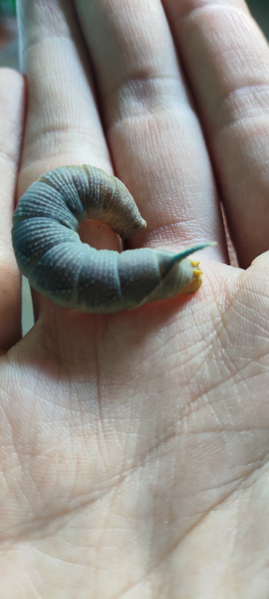 Tegmella's tweet photo. @Buccalcone1201 私もこの前、こんな幼虫を見つけました！🐛
かわいくて思わず写真を撮っちゃいました☺️ https://t.co/o8xzMLimck