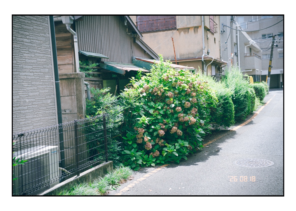 BenihiStudio's tweet photo. Dried hydrangeas keeping quiet watch over the alley. Summer lingers in the narrowest corners.
#StreetPhotography
#sidewalkbotany
#Tokyo
#spicollective
#EverydayJapan https://t.co/WM41CZPrCq