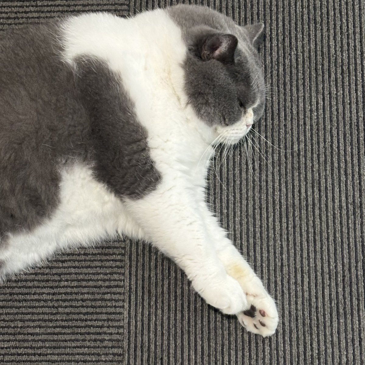 CielMeovv's tweet photo. 三张照片一只猫 https://t.co/Bz46P2U8ni