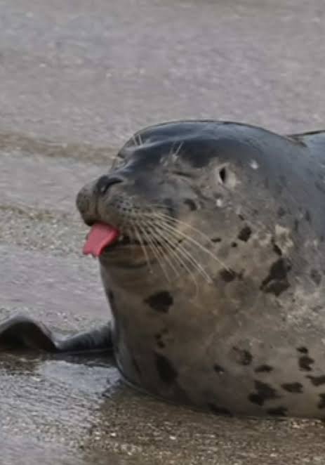 JacobSeals__'s tweet photo. JacobStreams as seals daily say 22 https://t.co/JOa36AXInH