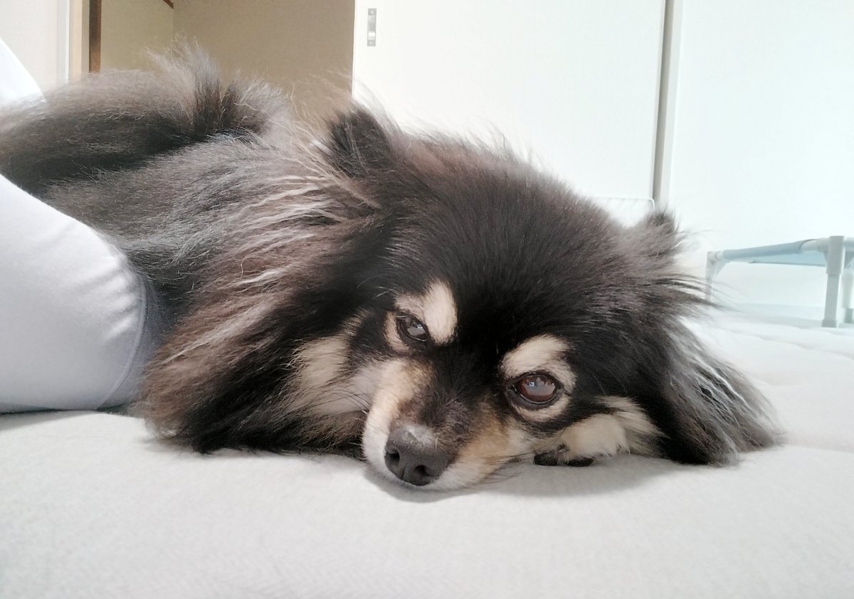 itokichito's tweet photo. うとうと気持ちよくなってる愛棒🐶🥰
#ポメラニアン #いぬのいる暮らし #犬 #犬好きさんと繋がりたい https://t.co/auReAUvTgT