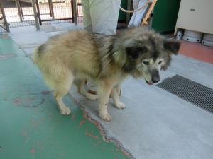 be_tomo's tweet photo. #福島県 #福島県動物愛護センター本所　＃迷い犬　＃迷子犬　#保護情報 

保護日 (管理番号)
令和8年8月19日（水曜日）（n080819-1)
保護場所　＃二本松市　太田字池袋　地内
雑種
大型
長毛
黒茶白
オス
推定5歳
赤色革製首輪　　青白ノミ取り首輪付き https://t.co/6GKwQaN1Be