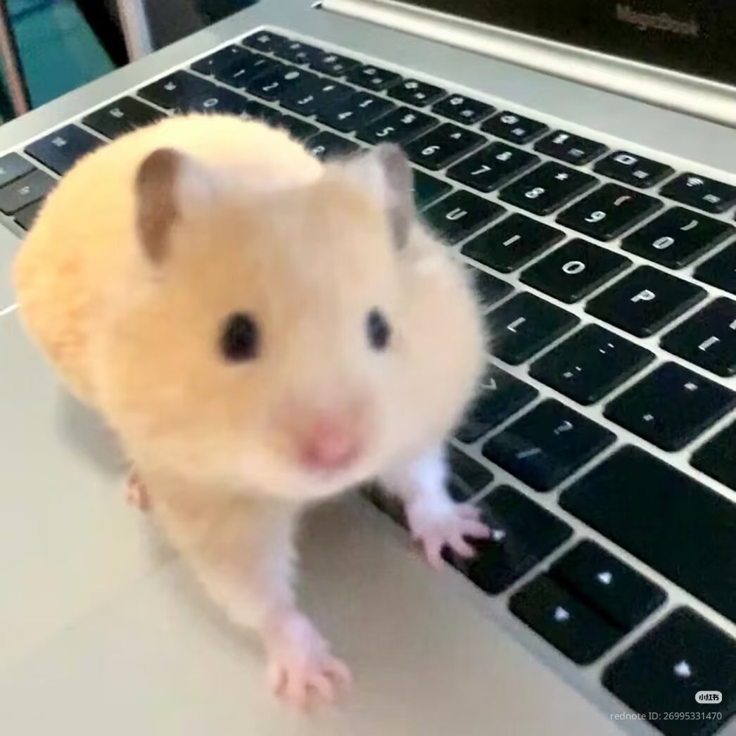 TweetsOfHamster's tweet photo. https://t.co/LJYcyKbtdt