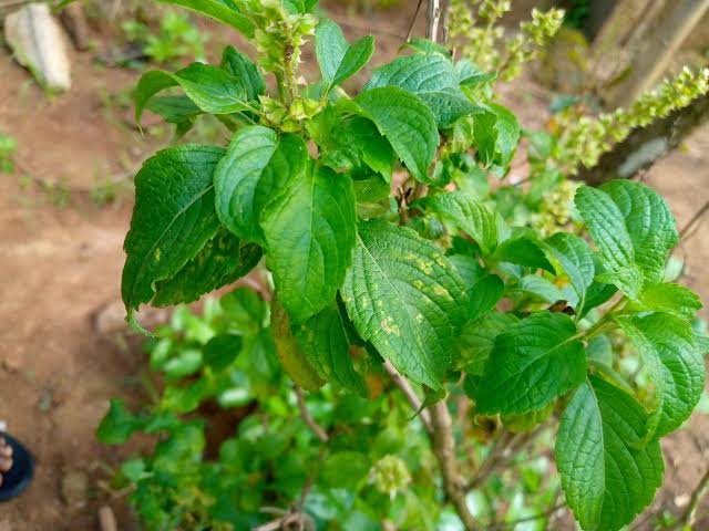 TheRoyalHerbs's tweet photo. You can never develop cancer if you take these plants serious 🌿🌿🌿💪💪💪 https://t.co/bg2pw3FbbZ