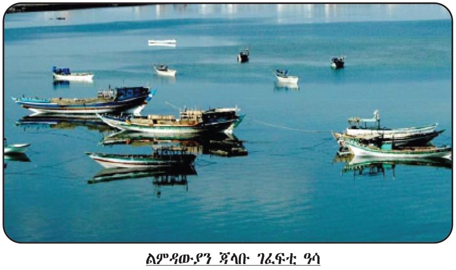 shabait's tweet photo. ሓፈሻዊ ንጥፈታት ምግፋፍ ዓሳ ኤርትራ
ሙሴ ኣለምሰገድ

ኤርትራ ኣብ ቀንዲ ንቑጽ መሬት ክሳብ 1350 ኪ.ሜ ዝርግሐ ገማግም ባሕሪ ዘለዋ ሃገር እያ። ኣስታት 364 ደሴታት ዝሓቖፈ ባሕሪ ኤርትራ፡ መብዛሕትኦም ኣብ ከባቢ ደሴት ዳህላክ ዝርከቡ ኮይኖም፡ ልዕሊ 1950 ኪ.ሜ ዝዝርጋሕ ተወሳኺ ገማግም ባሕሪ ይፈጥሩ። ብተወሳኺ ኤርትራ ኣስታት 55,000 ትርብዒት ዝሽፍን ግዝኣታዊ ማያት ኤርትራ ዝሓቁፍ ኮይኑ፡ ብተወሳኺ ክሳብ 120,000 ትርብዒት ኪ.ሜ ዝስፍሓቱ ሕዙእ ናይ ቊጠባ ዞባ ዝሓቍፍ ባሕሪ እትውንን ሃገር እያ።

ቀይሕ ባሕሪ ኤርትራ ኣስታት 1000 ዝተፈላለዩ ዓሌታት ዓሳ ሓቚፉ ዝርከብ ኮይኑ፡ ኣስታት 250 ዓሌታት ካብኣቶም ብዓይኒ ቍጠባዊ እቶት ክርአ እንከሎ፡ ዕዙዝ ኣገዳስነት ዘለዎም እዮም። ዋላ’ኳ ናይ ቀረባ እዋናት ሓበሬታ ድሩት እንተኾነ፡ ኣብ 1950ታትን 1990ታትን ብዝተገብረ መጽናዕትታት መሰረት፡ ጸጋታት ሃብቲ ዓሳ ቀይሕ ባሕሪ ኤርትራ፡ ዝለዓለ እቶት ዓሳን ካልኦት ዓሌታትን ካብ ዝተሓተ 44,500 ቶን ክሳብ 80,000 ቶን ንዓመት ክግፈፍ ከም ዝኽእል ይሕበር። የግዳስ፡ ነዚ ገምጋማዊ ውጽኢት ንምርካብ ዝተጠቐምሉ ኣገባብ መጽናዕቲ፡ እኹል ዘይምዃኑን ንኹሉ ዘየጠቓልልን፡ ቅድሚ ነዊሕ ዓመታት ዝተገብረ መጽናዕቲ ምዃኑ ምርዳእ ኣገዳሲ እዩ።

ምግፋፍ ዓሳ ዝተፈላለየ ናውቲ ብምጥቃም፣ ዓሳ ካብ ባሕርታት፣ ውቅያኖሳት፣ ዲጋታትን ወሓይዛትን ብምግፋፍ ዝካየድ ንጥፈት እዩ። ነዚ ንጥፈት ብምክያድ ወይ በዚ ንጥፈት መነባብሮኡ ዝመርሕ ውልቀ ሰብ ይዅን ሕብረተሰብ ብእኩብ ገፋፊ ዓሳ ወይ ገፈፍቲ ዓሳ ተባሂሎም ይጽውዑ። ከም ሕብረተሰብ ይዅን ውልቀሰብ ድማ፡ ዕለታዊ ንጥፈታቱን መነባብሮኡን ኣብዚ ንጥፈት’ዚ ዝተመርኰሰ እዩ።

ጽላት ምግፋፍ ዓሳ ኤርትራ ኣብ ሰለስተ ንኡሳን ጽላታት ማለት፣ ልምዳዊ ምግፋፍ ዓሳ፣ ሓውሲ ኢንዱስትርያዊ ምግፋፍ ዓሳን ብዓበይቲን መካናይዝድን ዝኾና መራኽብ ዝግበር መስርሕ ኢንዱስትርያዊ ምግፋፍ ዓሳን የጠቓልል። “ልምዳውያን ገፈፍቲ ዓሳ” ክበሃሉ እንከለዉ፡ ክልተ ዓይነት ጀላቡ ማለት ናይ ዕንጨይቲ ከምኡ እውን፡ ገለ ውሑዳት ብፋይበር ዝተሰርሓ ‘ሁሪን ሳምቡቕን’ ዝተባህላ ጀላቡ ብምጥቃም መስርሕ ምግፋፍ የካይዱ።

እዘን ሓውሲ ኢንዱስትርያውያን ዝተባህላ ጀላቡ (Vasco) ብወገነን ብትካል ምግፋፍ ዓሳ በይሉል ዝውነና ናይ 11ን 18ን ሜትሮ ዝቑመተን እየን። ኢንዱስትርያዊ ምግፋፍ ዓሳ ከኣ፡ ብናይ ውሽጢ ሃገርን ብናይ ደገ መራኽብን ዝካየድ መስርሕ ምግፋፍ እዩ።

ንጥፈታት ምግፋፍ ዓሳ ናይ ኤርትራ ትሮፒካላዊ ባህሪ ዘለዎ ኮይኑ፡ ዝተፈላለዩ ኣገባብ ኣጋፍፋ ዓሳ ይጥቀሙ። ገፈፍቲ ዓሳ ኤርትራ ብመሰረት ዝዓጥቅዎ ቴክኖሎጅን ብዝውንንወን ጀላቡን ዝበዝሑ ምስ ልምዳውያን ገፈፍቲ ዓሳ ዝምደቡ’ኳ እንተኾኑ፣ ልምዳውያን፣ ሓውሲ-ኢንዱስትራውያንን ኢንዱስትራውያንን ተባሂሎም ኣብ ሰለስተ ይኽፈሉ።

ልምዳውያን ጃላቡ ገፈፍቲ ዓሳ ምስ ሓውሲ-ኢንዱስትራውያንን ኢንዱስትራውያንን ጀላቡ ክወዳደራ እንከለዋ፡ ብንኡስ ዓቕምን ውሑድ ገንዘባዊ ወፍሪን ዝሰርሓ እየን። ነበርቲ ገማግም ባሕርና ዝበዝሑ ሞተረ ዘለወን ጃላቡ ዝውንኑ፡ ብውሑድ ቁጽሪ ከኣ ኣጋር ገፈፍቲ ዓሳ ኮይኖም ልምዳውያን ገፈፍቲ ዓሳ ተባሂሎም ይጽውዑ። ሓውሲ ኢንዱስትራውያን ዝብሃል ንጥፈት ስርሓት ዓሳ ከኣ፡ ብዝጥቀምሉ ኣገባብ መግፈፍን ዝዓጥቅዎ ቴክኖሎጅን ካብ ልምዳዊ ምግፋፍ ዓሳ ዝማዕበለ ካብ ኢንዱስትራዊ ምግፋፍ ዓሳ ድማ፡ ትሕት ዝበለ እዩ። ኢንዱስትራዊ ስርሓት ምግፋፍ ዓሳ ክበሃል እንከሎ ከኣ፡ ብዝዓጥቆ ቴክኖሎጂ፡ ዓቕምን ዓቐንን ጃላቡን ዓይነት ኣጋፍፋን ዝማዕበለ ኮይኑ ኣዝየን መካናይዝድ ብዝኾና ጃላቡ ዝካየድ ኰይኑ፡ ውጽኢታውን ኣኽሳብን ንኡስ ጽላት ስርሓት ዓሳ ምዃኑ ይግለጽ።

ዝለዓለ መጠን እቶት ጸጋታት ሃብቲ ዓሳ ምፍላጥ፡ ኣብ ምምዕባል ንጥፈታት ምግፋፍ ዓሳ ሓንቲ ሃገር ዓቢ ተራ ይጻወት። ቀይሕ ባሕሪ ኤርትራ ዳርጋ 59% ካብቲ ጠቕላላ ድምር ገምጋማዊ እቶት፡ ደቀቕቲ ዓሳታት ወዚፍ፡ ባቓን በለምን እዮም። ነዚ ተኸቲሉ ኣብ ባይታ ባሕሪ ዝነብሩ ጸጋታት ዓሳ ከም ሊዛርድ ዓሳ፡ ትሬድ- ፊን ከምኡ’ውን፡ ኣብ ዕምባባታት ባሕሪ ዝነብሩ ዓሳታት ከም ሻዕፈን፡ ቸርንያን ሽዑርን ብዝልዓለ ገምጋም 23,000.00 ቶን ዓመታዊ ክሕፈስ ይከኣል። ዓበይቲ ዓሌታት ዓሳ ኮይኖም ኣብ ላዕለዋይ ቀጸላ ባሕሪ ዝነብሩ ከም ዴራክ፡ ዓጋም፡ ቱናን በያድን ናይ ቀረባ ውጽኢት ገምጋም ዝልዓለ እቶታውነት ብተዛማዲ ውሑዳት ማለት 5,000.00 ቶን ንዓመት ክግፈፉ ዝኽእሉ ኮይኖም ንረኽቦም። ናይ ድርዓውያን ዓሳታት (shrimp, lobster) ገምጋም ዝልዓለ መጠን እቶት ምስ እንምልከት፡ ጋምቤሪ 500.00 ቶን፡ ሎብስተር 1000.00 ቶን እዩ። ዓሌታት ሻርክ ወይ ፐሽካነ ዝልዓለ መጠን እቶት ካብ 2,000.00 ክሳብ 5,000.00 ቶን ይበጽሕ።

ኣብ1998 ብዝተገብረ ቍጠባዊ መጽናዕቲ፣ ኤርትራ ካብ ጸጋታት ባሕሪ ዓመታዊ ክርከብ ዝከኣል እቶት ብገምጋም ኣስታት 545 ሚልዮን ናቕፋ ይበጽሕ። እዚ እቶት ንዘቤታዊ እቶትን ንሰደድ ዝሽየጡን ክንፊ ሻርክ፡ ሕድራ፡ ጽፍሪ፡ ናይ ጌጻ-ጌጽ ዓሳታት፡ … ዘጠቓልል እዩ።

ካብ1950-1960ታት ኣብ ዝነበረ እዋናት፡ ስርሓት ዓሳ ኣብ ቍጠባ ሃገር ዓቢ ኣበርክቶ ከም ዝነበሮ ይፍለጥ። ኣብዚ ጽላት ንኣስታት 23,000.00 ገፈፍቲ ዓሳ ናይ ስራሕ ዕድል ፈጢሩ ምንባሩን ኣብ 1954 ዓመታዊ ምህርቲ ዓሳ ክሳብ 25,000.00 ቶን ምህርቲ ዓሳ ይሕፈስ ምንባሩን፣ እዚ ድማ ካብኣቶም ልዕሊ 80% ዓሌታት ደቀቕቲ ጽፍሓውያን ዓሳታት ኮይኖም፡ ገለ ምህርቲ ናብ መግቢ እንስሳ ተመስሪሖም ዝተረፈ ድማ ብጸሓይ ብምንቃጽ ንሰደድ ናብ ርሑቕ ምብራቕን ኤዉሮጳን ይሽየጡ ከም ዝነበሩን፡ ክሳብ ሽዱሽተ ዝበጽሓ መግቢ እንስሳ ዘመስርሓ ንጡፋት ትካላት ምንባረንን መዛግብቲ ይሕብሩ።

እንተኾነ ካብ 1972 ጀሚሩ ምስ ብረተዊ ቃልሲ ህዝቢ ኤርትራ ኣንጻር ገዛእቲ ስርዓታትን ተኸታተልቲ ተጻብኦታትን፣ ንጥፈታት ምግፋፍ ዓሳ እናንቆልቆለ ምኻዱ ይሕበር። ኣብቲ እዋን ዓመታዊ ናብ ወደብ መራገፊ ዓሳ ኣስታት 4,000.00 ቶን ጥራይ ይበጽሕ ምንባሩ ይጥቅስ። ኣብቲ እዋን’ቲ ምጕዳል ንጥፈታት ምግፋፍ ዓሳ ዘኸተሎ፡ ዝበዝሑ ተመስሪቶም ዝነበሩ ትሕተ ቅርጽን መሳርሒታት ምግፋፍ ዓሳን ዓንዮም። ኣብዚ ጽላት ዝነጥፉ ዝነበሩ ዜጋታት ካብዚ ንጥፈታት ምግፋፍ ዓሳ ተኣልዮም ናብ ካልእ ስርሓት ክዋፈሩ እንከለዉ፡ ዝተረፉ ከኣ ናብ ሰውራን ስደትን ኣምሪሖም። ከም ውጽኢቱ ድማ፡ ንጥፈታት ግፋ ዓሳ ኤርትራ ተዳኺሙ።

ካብ1980 ክሳዕ 1990 ዝነበረ እዋናት ንጥፈታት ምግፋፍ ዓሳ ብሰንኪ ኲናት ቃልሲ ህዝቢ ኤርትራ ንናጽነት ብኸቢድ ተሃስዩ ብምዕናዉ፡ ዳርጋ ናብ ዜሮ ደረጃ ወሪዱ ክበሃል ይከኣል። ኣብዚ ገማግም ባሕርን ደሴታትን ዝነበረ ብዝሒ ዓቕሚ ሰብ ካብ ስፍርኡ ተመዛቢሉ፡ ዝነበረ መሰረታዊ ኣገልግሎትን ቀረባትን ዳርጋ ምሉእ ብምሉእ ኣገልግሎቱ ከቋርጽ ተገዲዱ። ሽሕ’ኳ ኣብ ንጥፈታት ግፋ ዓሳ ዝወረደ ሃስያ ገዚፍ እንተ ነበረ መጠን ክዙን ደንበ ዓሳ፡ ካብ ጸቕጢ ቀጻሊ ግፋ ናጻ ኮይኑ ብምንባሩ ክጎድል ኣይከኣለን። ምንጪ እቶታውነት ናይቲ ሕብረተሰብ ክጎድል’ኳ እንተ ዘይከኣለ፡ ዝነበረ ትሕተ ቅርጺ፡ ዓቕሚ ሰብን ቴክኖሎጂን ግን፡ በቲ ዝነበረ ተደራራቢ ኲናት ብኸቢድ ተጸልዩ ክበሃል ይከኣል።

ብሓፈሻ ቃልሲ ህዝቢ ኤርትራ ኣንጻር ገዛእቲ ስርዓታት ልዕሊ 60 ዓመታት ዝወስደ ኮይኑ፡ እቲ 30 ዓመታት ዝወሰደ ብረታዊ ቃልሲ ኣብ 1991 ናጽነት ድሕሪ ምጉንጻፍ፡ ዓቕሚ ምፍራይ ጽላት ሃብቲ ዓሳ ብኹሉ መዳይ ክብ ንምባል ተበግሶታት ተወሲዱ። ንኣብነት ኣብ 1992 መንግስቲ ኣብ ምምዕባልን ምሕደራን ጽላት ስርሓት ዓሳ ዝነጥፍ ሓደ ክፍሊ መስሪቱ። ድሒሩ ኣብ 1994 ናብ ሚኒስትሪ ሃብቲ ባሕሪ ተሰጋጊሩ። ኣብ 1993 እውን ምስ ውድብ መግብን ሕርሻን ብምውህሃድ፡ መንግስቲ ኣብ ሓፈሻዊ ንጥፈታት ናይዚ ጽላትን ምስኡ ዝተኣሳሰሩ ስትራተጂካዊ ውጥናቱን ዳግመ ምትዕርራይ ንኽግበር ዓቢ መደብ ኣውጺኡ። ከም ውጽኢቱ ከኣ፡ ኣብ መስከረም 1993 ሓደ ሰነድ ተዳልዩ። እዚ ሰነድ ህሉዉ ኵነታት ጸጋታት ባሕሪ ኤርትራ ብምግምጋም፡ ቀጻልነቱ ዘውሓሰ ኣጠቓቕማ ጸጋታት ባሕሪ ንምርግጋጽ ሓደ ስትራተጂ ተነዲፉ። ብተወሳኺ፡ ተራ ጸጋታት ባሕሪ ኣብ ሃገራዊ ቍጠባዊ እቶት፡ ምምሕያሽ መነባብሮ ሕብረተሰብ ኤርትራ ብፍላይ ድማ ኣብ ገማግም ባሕርን ደሴታትን ዝነብር ሕብረተሰብን ኣብ መጻኢ ክውሰዱ ዘለዎም ስጉምትታትን፡ ኣብቲ ናይ 1994 ማክሮ ፖሊሲ ብንጹር ኣስፊሮም ይርከቡ።

ጎድኒ ጎድኒ’ቲ ዝዳሎ ዝነበረ ፖሊስታት፡ መንግስቲ ኤርትራ መደባት ስራሕ ኣብ ምውጻእን ትካላዊ ኣሰራርሓ ኣብ ምትእትታውን ዓቢ ኣተኵሮ ሂቡ ንጽላት ሃብቲ ባሕሪ ንምምዕባል ኣብ መስርሕ ግፋ ዓሳ፡ ኣብ ምሕያል ንዋትን ዓቕምን ገፈፍቲ ዓሳ፡ ምውዳድ ዝተፈላለዩ ትሕተ ቅርጺ ጽላት ሃብቲ ባሕሪ፡ ወደባት መራገፊ ዓሳ፡ መዐሸጊ ጃላቡ፡ ትካላት መመስርሒ ዓሳ፡ ዕረያ ጃላቡ፡ መሰልጠኒ ማእከላት፡ ዱካናት መሸጢ ዓሳን ካልእ ዝተፈላለዩ መደባት ልምዓት ጽላት ሃብቲ ባሕሪን ኣብ ምሕያል ልዑል ተኽእሎታት ዘለዎም፡ ብውሽጣዊ ዓቕምን ሽርክነትን ዝተታሕዙ ወፍርታት ንምትግባር ከም ቀዳምነት ብምሓዝ ይሰርሓሎም ኣሎ።