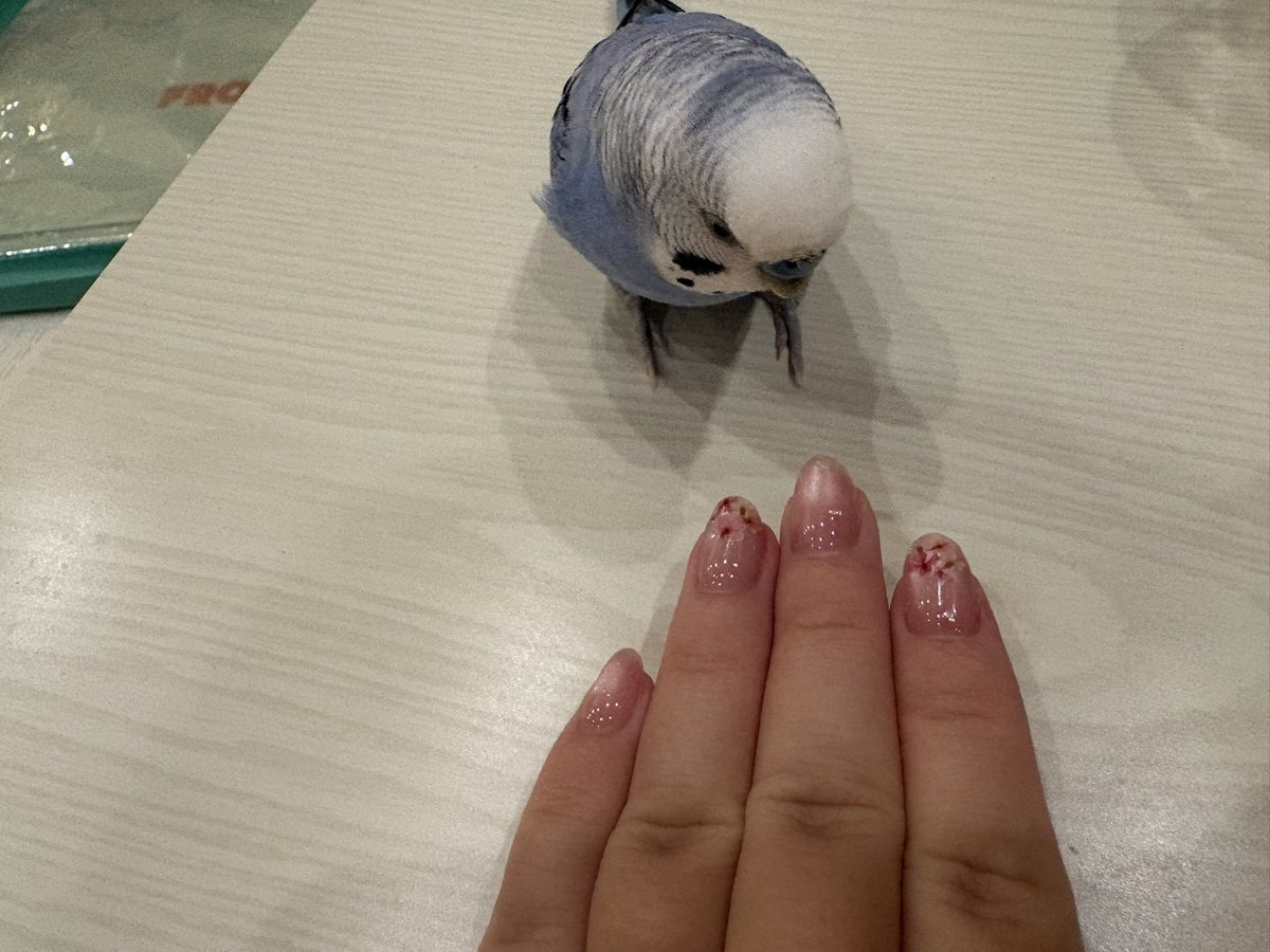 kia_viobia's tweet photo. そういえば今回のネイルのヴィオチェックはすんなり承認されました✅ https://t.co/ijmClG1H50