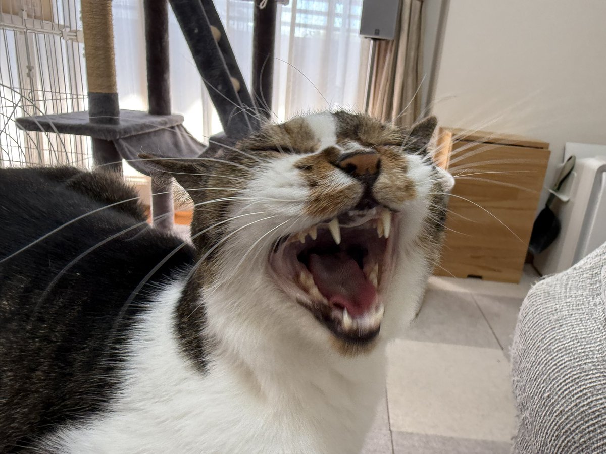 PanainoShinobu's tweet photo. あー、完全に失念してましたがおはようございますｗ
今日もカワイイんですわよｗ https://t.co/PQwcpMCPSE