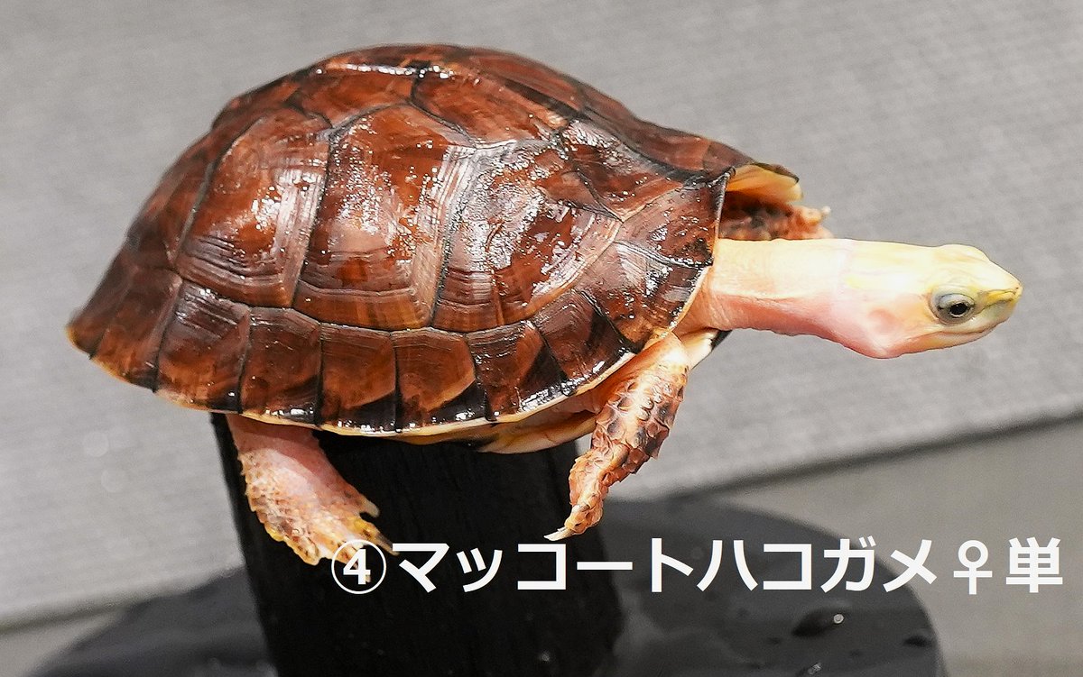 mmkkxc4's tweet photo. アクアリウムバス
ゾウガメ祭り開催です。

今回の　アクアリウムバス　でも
マッコードハコガメ　を
10匹展示販売いたします。
内容は
　3ペア　1トリオ、さらにお求めやすい単品(完品)
　販売です。

マッコードハコガメ　④♀単　
ご紹介の個体は
(♀約9.5cm)甲高で
バランスの取れたフォルムの個体です。

ペアを気にせず
きれいな個体を
コレクションとしてキープしたい方に
お勧めです。

マッコードハコガメ
複数販売は
アクアリウムバスならではです。

ご自身の好みに合ったペアを是非選んでください!
ご来場をお待ちしております。
#マッコードハコガメ 　#アクアリウムバス　#マコードハコガメ
