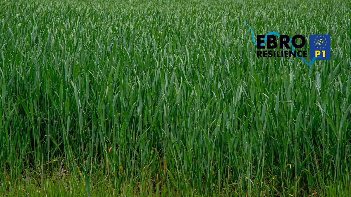 EBROresilience's tweet photo. 🌾🏞️ Durante siglos, el río y las personas han construido juntos el paisaje agrícola del valle del Ebro.

El desafío: conseguir que sigan existiendo todos los paisajes del Ebro adaptados a las inundaciones recurrentes.

👉 Descubre cómo:
https://t.co/wKbFLSKjn3 https://t.co/cn68brmxJm