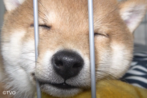 mamesuke_tvo's tweet photo. むにゅ
25代目豆助
https://t.co/hRzw5RmB48
＃豆助
＃豆助んち
＃柴犬 https://t.co/SyoXQixBWe
