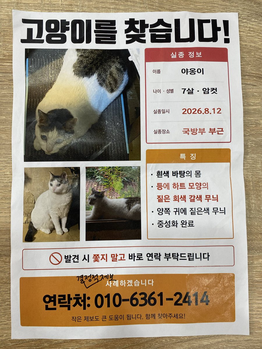 Ines81151784's tweet photo. 지인께서 소중한 고양이를 애타게 찾고 있습니다. 지난 주부터 집�� 들어오지 않는다고 합니다. 혹시 보신 트친님들 계시면 연락 부탁드립니다. https://t.co/0gR9UeJQk6