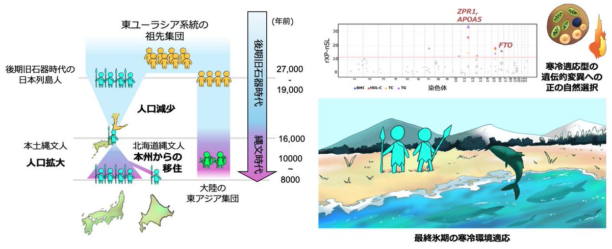 NEWS333's tweet photo. 縄文人ゲノムから見えてきた氷期を生きた東ユーラシア狩猟採集民の寒冷適応
―古代DNAから探る後期旧石器時代の進化的遺産― 
 https://t.co/QJROZPHZRY

新規の25個体を含む42個体の縄文人ゲノムを統合解析し・・・後期旧石器時代東ユーラシア系統に由来することを示しました。 https://t.co/KqRBvPU8z3