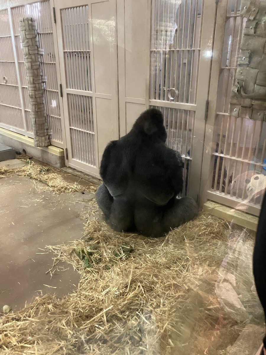 retsu_lov's tweet photo. 3日目は東山動植物園行ってきたー！
暑いからだと思うけど動物みんなぐでーってしてたな笑

久しぶりの動物園も楽しかったなぁ〜 https://t.co/V1Atxrbo8D