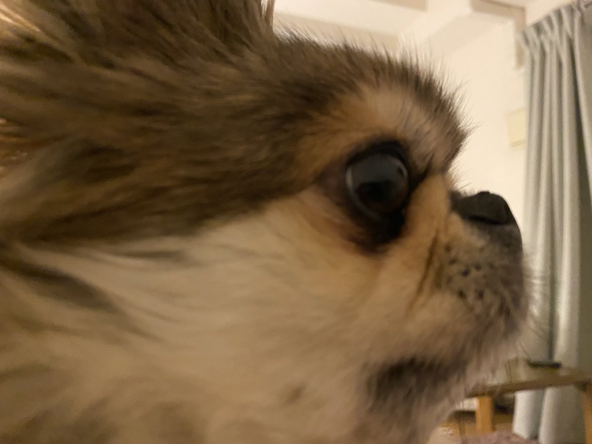 _____omochin's tweet photo. 久々投稿。
昨日6歳になりました🐶🩷
毎日かわいいを更新中。 https://t.co/TfJ1ktzJVU